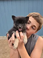 Angel , a female Pomeranian and Pomsky for sale in Panama City, FL – 6 of 9