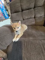 Soda pop , a female Pomeranian and Pomsky for sale in Panama City, FL – 7 of 10