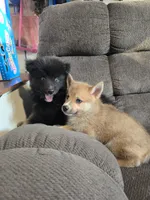 Gobin, a male Pomeranian and Pomsky for sale in Panama City, FL – 2 of 10