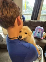 Sunflower 🌻 , a female Pomeranian and Pomsky for sale in Panama City, FL – 3 of 8