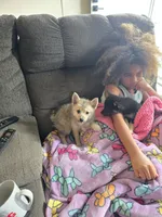 Sunflower 🌻 , a female Pomeranian and Pomsky for sale in Panama City, FL – 6 of 6