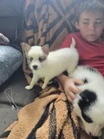 Pup b , a female Pomeranian and Pomsky for sale in Panama City, FL – 7 of 8