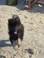 Gobin, a male Pomeranian and Pomsky for sale in Panama City, FL – 3 of 10