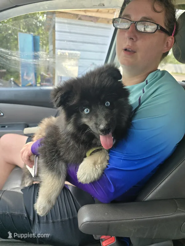 Gobin – Pomeranian, Pomsky puppy for sale in Panama City, FL