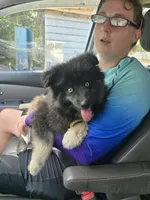 Gobin, a male Pomeranian and Pomsky for sale in Panama City, FL – 1 of 10