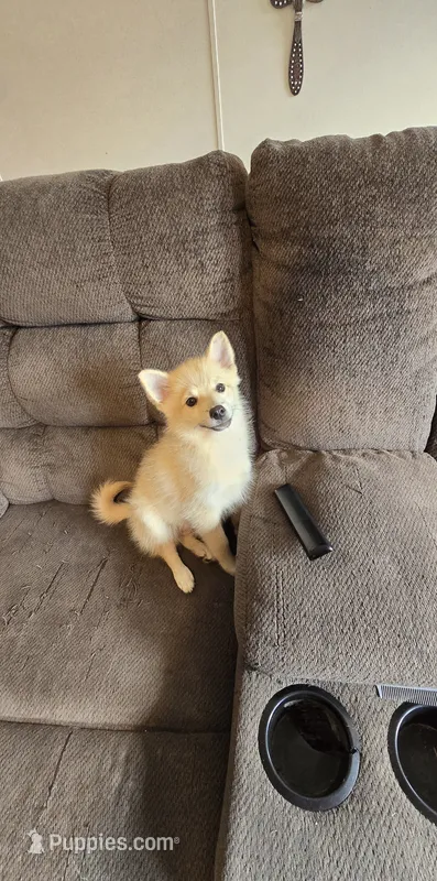 Sunflower 🌻  – Pomeranian, Pomsky puppy for sale in Panama City, FL
