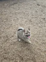 Tiny pomskys fox, a female Pomeranian and Pomsky for sale in Panama City, FL – 5 of 5