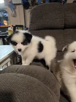 Pup d , a male Pomeranian and Pomsky for sale in Panama City, FL – 2 of 7