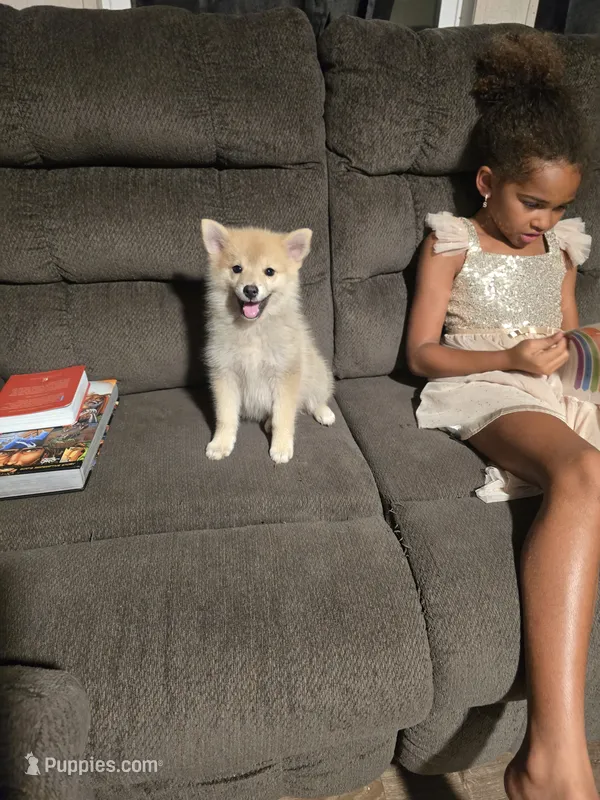 Ruby  – Pomeranian puppy for sale in Panama City, FL