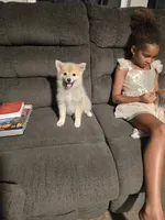 Ruby , a female Pomeranian for sale in Panama City, FL – 1 of 7