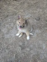 Dream, a female Pomeranian and Pomsky for sale in Panama City, FL – 2 of 7