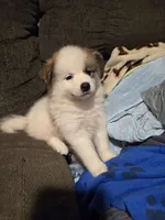 Male a, a male Pomeranian and Pomsky for sale in Panama City, FL – 7 of 10