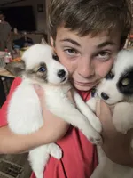 Pup b , a female Pomeranian and Pomsky for sale in Panama City, FL – 6 of 8