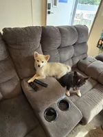 Sunflower 🌻 , a female Pomeranian and Pomsky for sale in Panama City, FL – 2 of 8
