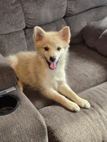 Sunflower 🌻 , a female Pomeranian and Pomsky for sale in Panama City, FL – 4 of 8