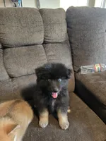 Gobin, a male Pomeranian and Pomsky for sale in Panama City, FL – 6 of 10