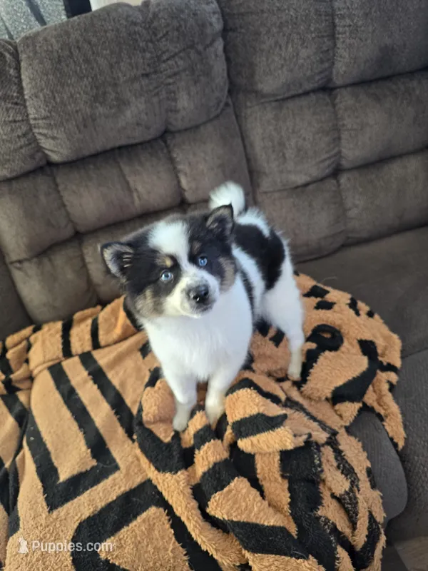 Cow-lee  – Pomeranian, Pomsky puppy for sale in Panama City, FL