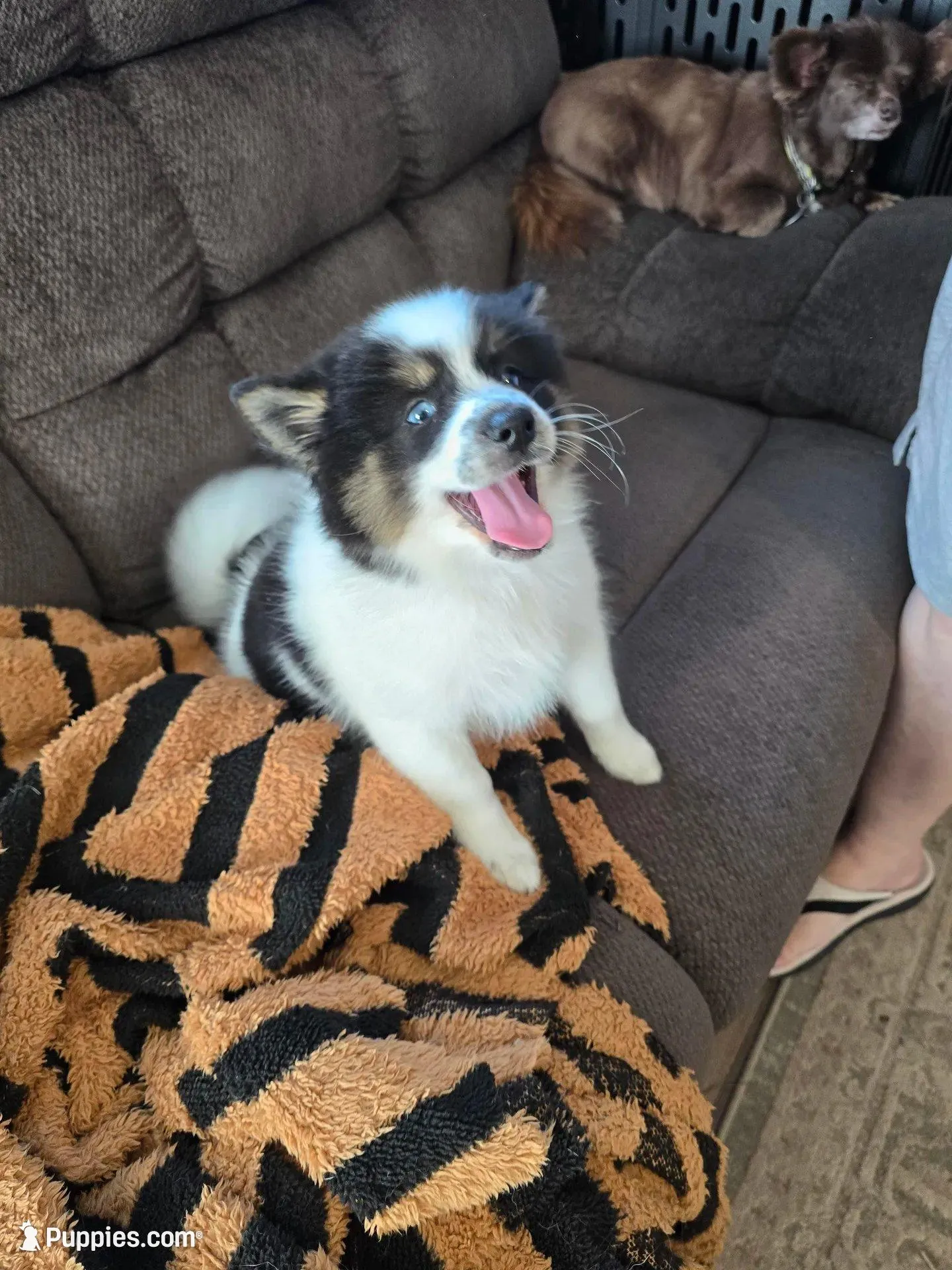 Cow-lee , a female Pomeranian and Pomsky for sale in Panama City, FL – Photo 8 of 10