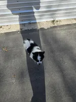 Cow-lee , a female Pomeranian and Pomsky for sale in Panama City, FL – Photo 10 of 10