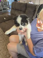 Cow-lee , a female Pomeranian and Pomsky for sale in Panama City, FL – Photo 6 of 10