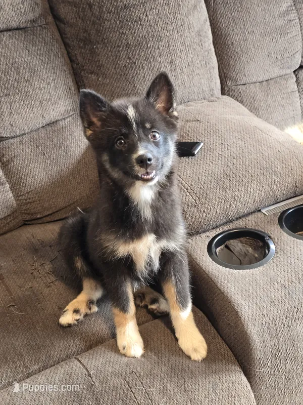 Toco  – Pomeranian, Pomsky puppy for sale in Panama City, FL