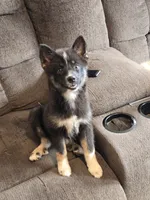 Toco , a female Pomeranian and Pomsky for sale in Panama City, FL – 1 of 7