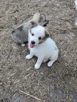 Pup l 💖 , a male Pomeranian and Pomsky for sale in Panama City, FL – 7 of 8