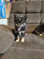 Pop rocks , a female Pomeranian and Pomsky for sale in Panama City, FL – 3 of 5