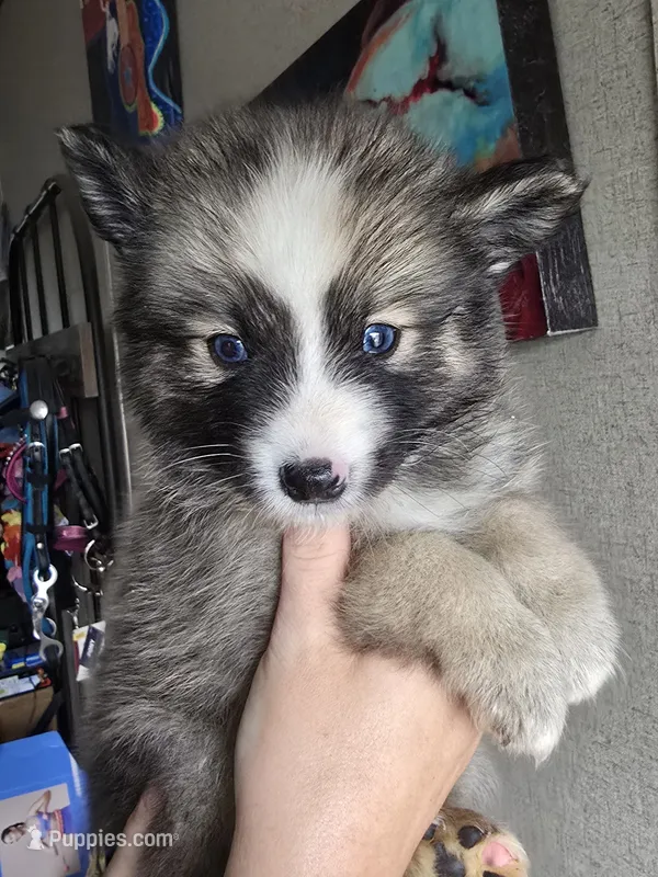 Boy g  – Pomeranian, Pomsky puppy for sale in Panama City, FL