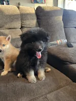 Gobin, a male Pomeranian and Pomsky for sale in Panama City, FL – 5 of 10