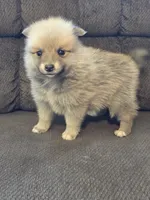 Ruby , a female Pomeranian for sale in Panama City, FL – 2 of 4