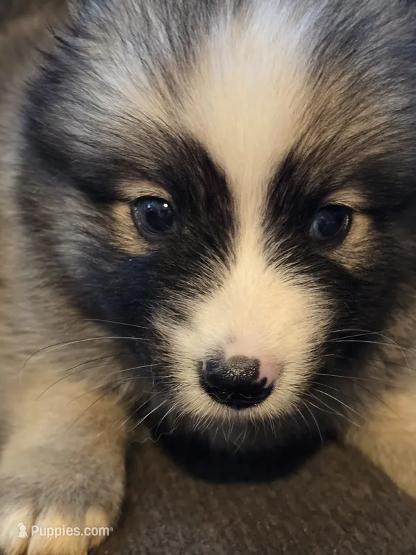 Bullet  – Pomeranian puppy for sale in Panama City, FL