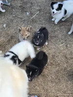 Dream, a female Pomeranian and Pomsky for sale in Panama City, FL – 4 of 7