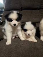 Pup d , a male Pomeranian and Pomsky for sale in Panama City, FL – 4 of 7