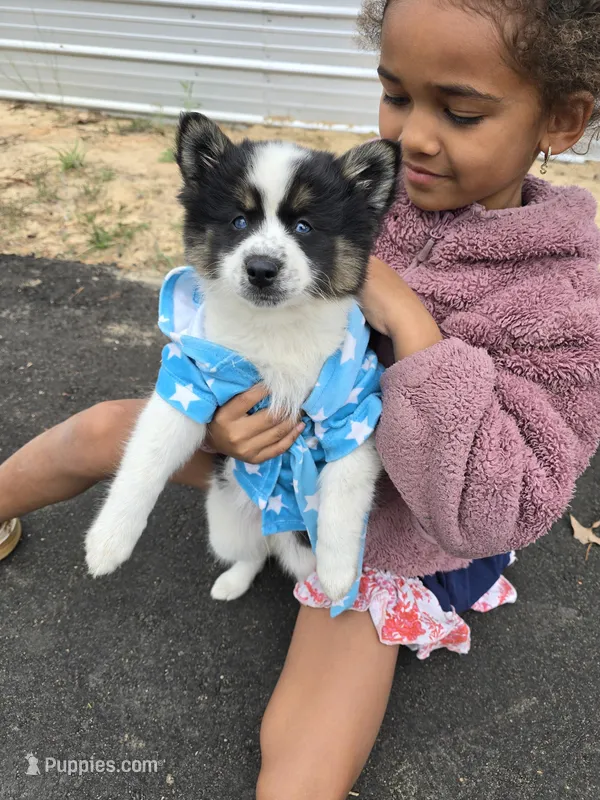Cow-lee  – Pomeranian, Pomsky puppy for sale in Panama City, FL