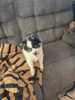 Cow-lee , a female Pomeranian and Pomsky for sale in Panama City, FL – Photo 2 of 10