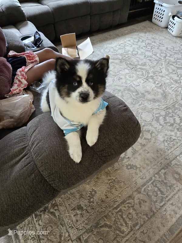Cow-lee  – Pomeranian, Pomsky puppy for sale in Panama City, FL