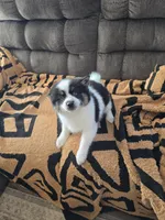 Cow-lee , a female Pomeranian and Pomsky for sale in Panama City, FL – Photo 9 of 10