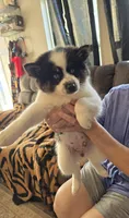 Cow-lee , a female Pomeranian and Pomsky for sale in Panama City, FL – Photo 4 of 10