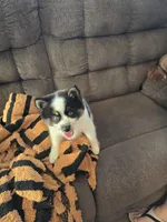 Cow-lee , a female Pomeranian and Pomsky for sale in Panama City, FL – Photo 7 of 10