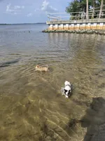 Soda pop , a female Pomeranian and Pomsky for sale in Panama City, FL – 10 of 10
