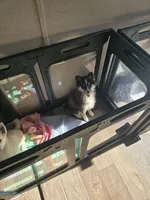 Echo , a male Pomeranian and Pomsky for sale in Panama City, FL – 5 of 8