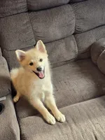 Sunflower 🌻 , a female Pomeranian and Pomsky for sale in Panama City, FL – 5 of 8