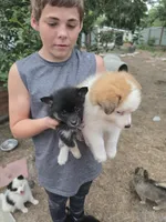 Angel , a female Pomeranian and Pomsky for sale in Panama City, FL – 9 of 9