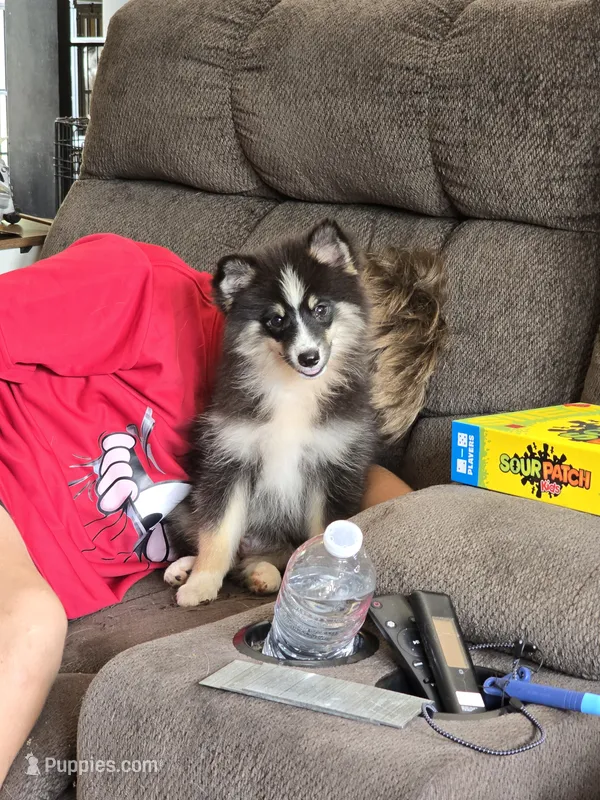 Echo  – Pomeranian, Pomsky puppy for sale in Panama City, FL