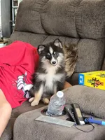 Echo , a male Pomeranian and Pomsky for sale in Panama City, FL – 1 of 9