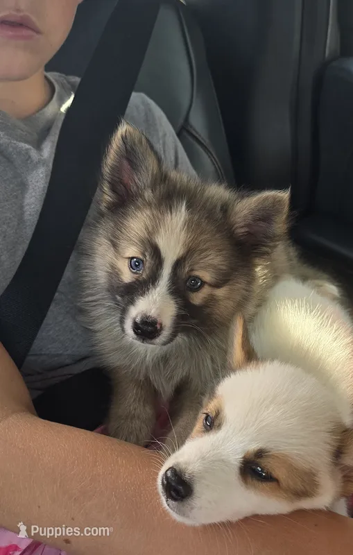 Zero  – Pomeranian, Pomsky puppy for sale in Panama City, FL