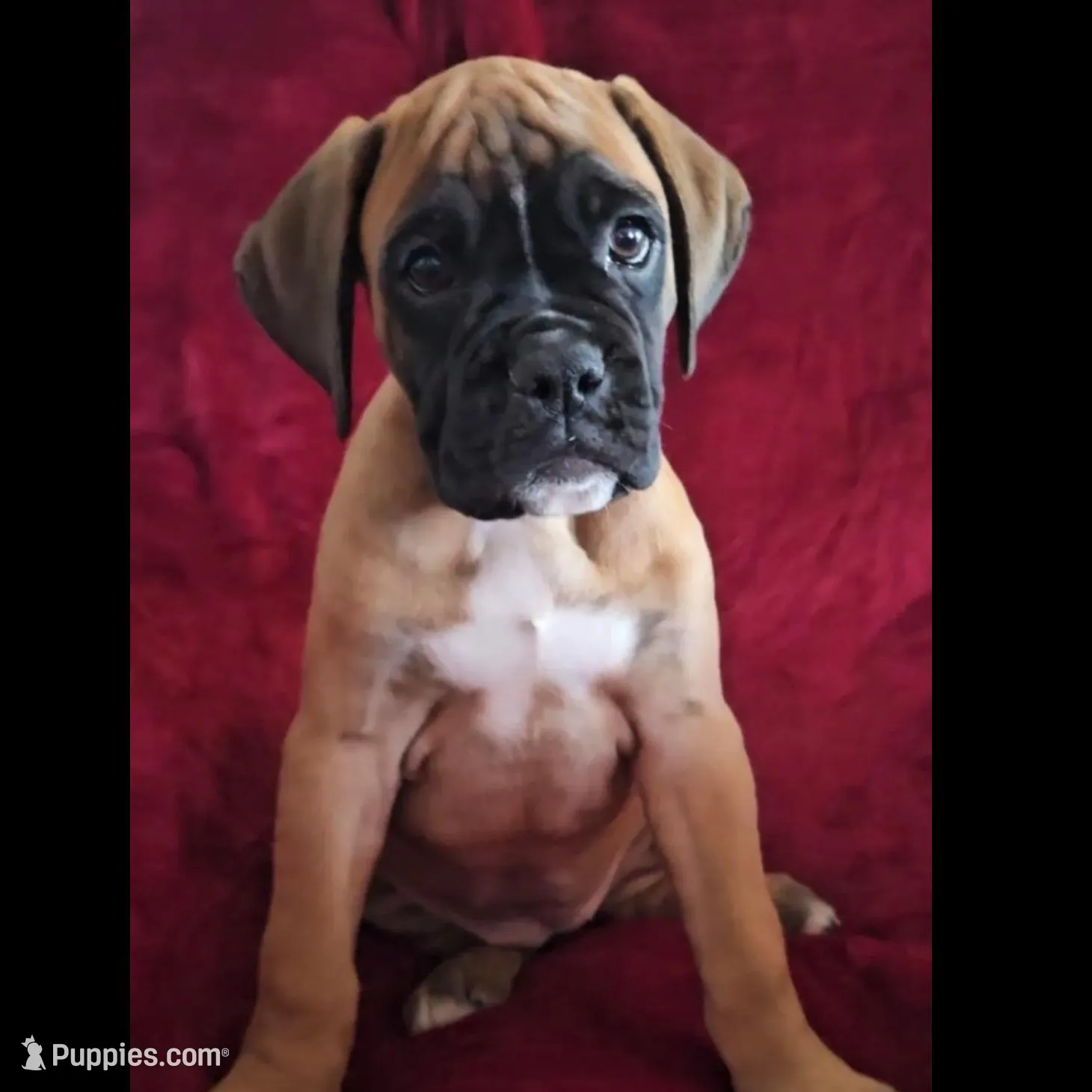 Stella, a female Boxer for sale in South Beloit, IL – Photo 3 of 10