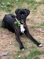 Stella, a female Boxer for sale in South Beloit, IL – Photo 5 of 10