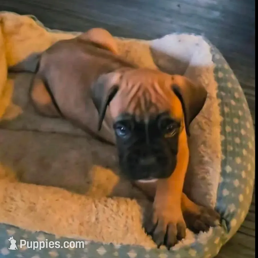 Stella, a female Boxer for sale in South Beloit, IL – Photo 10 of 10